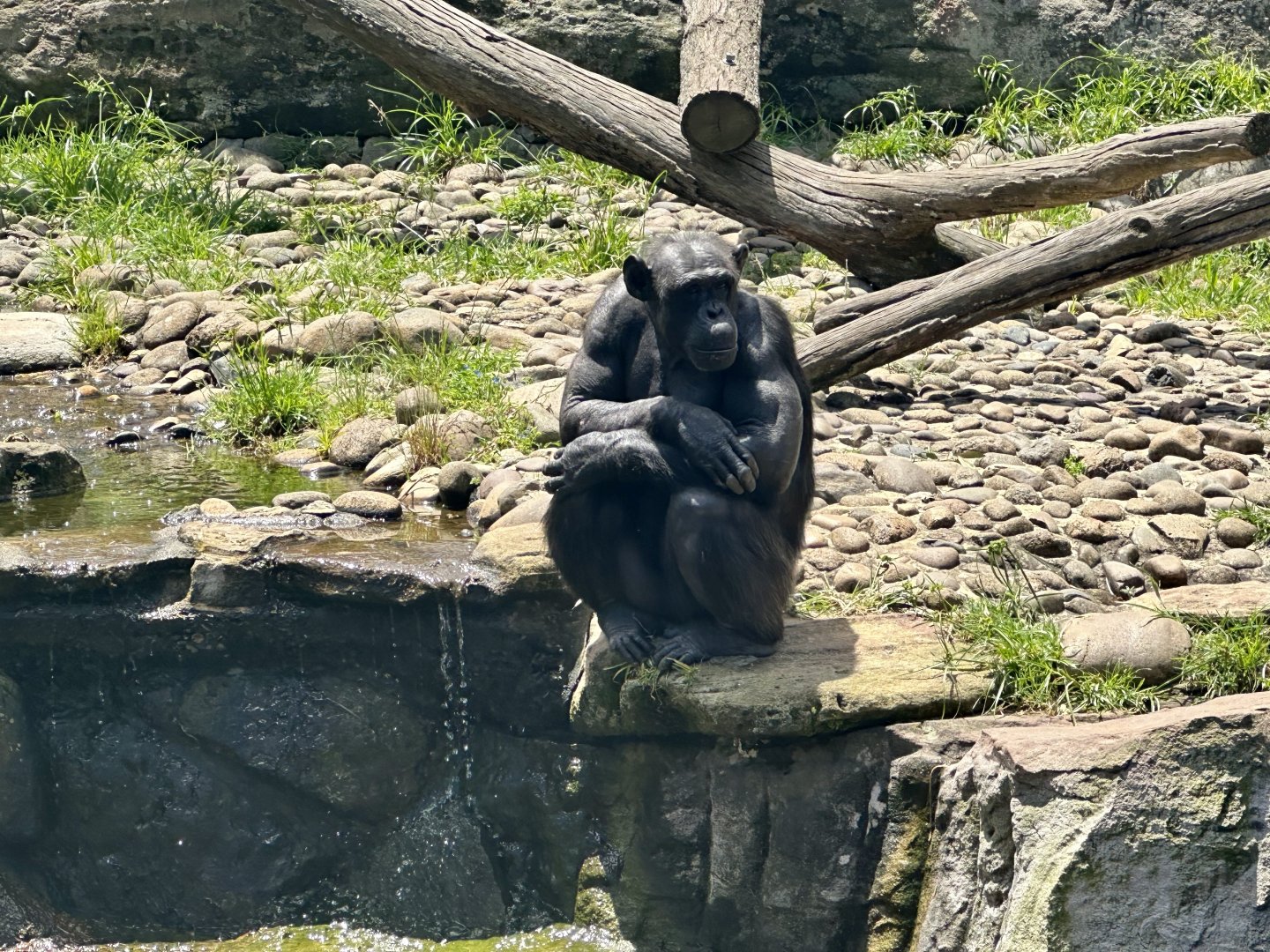 Kuma (Common Chimpanzee)