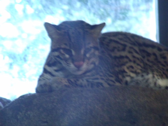 Kuma the Ocelot