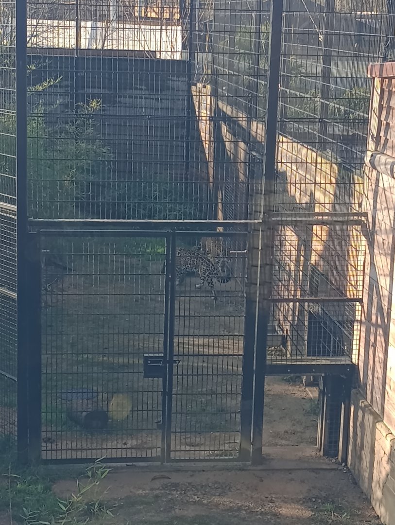 Kumal and Kedera, Jaguars (Panthers onca)