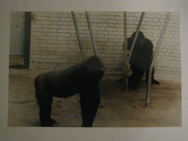 Kumba and Baffia in the old ape house c1980.