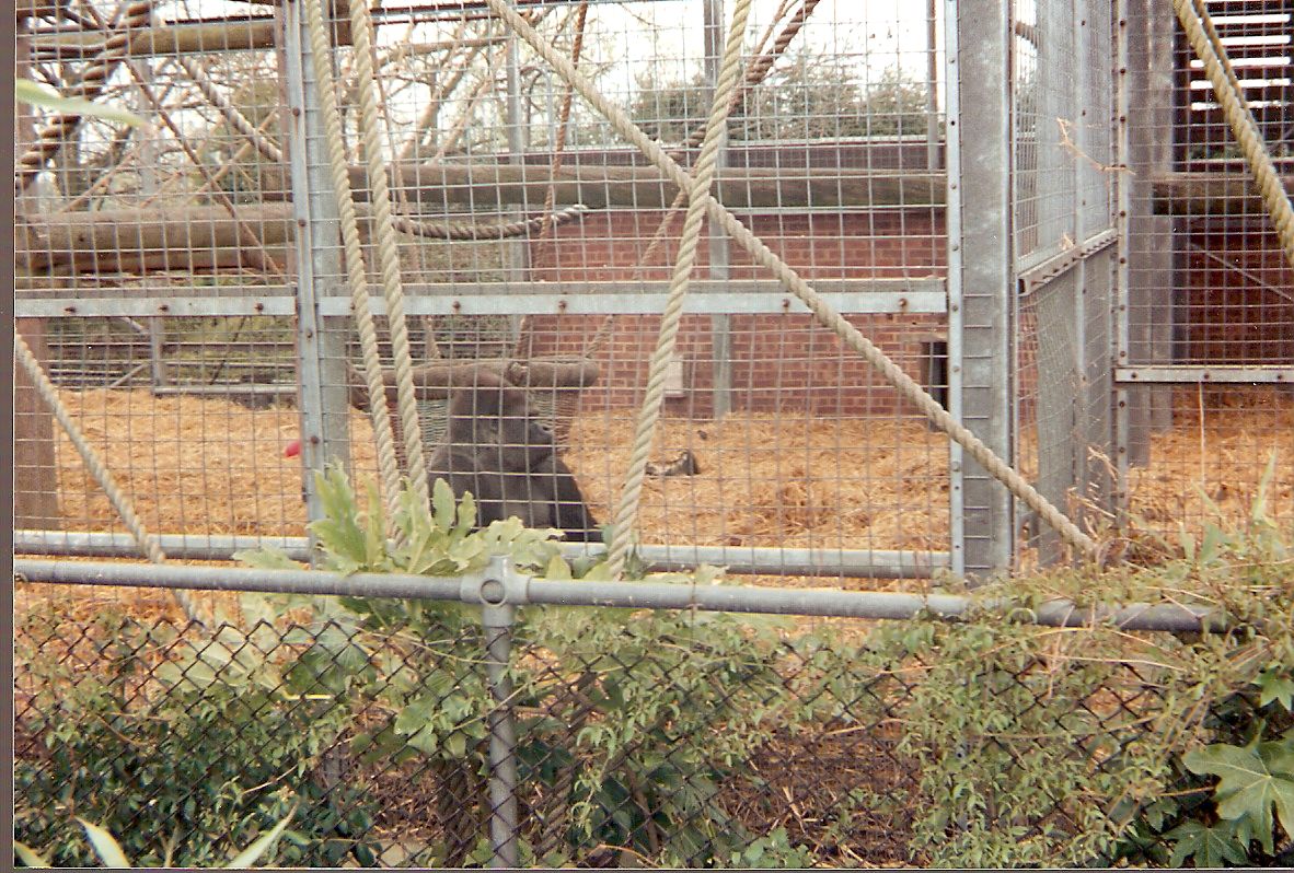 Kumba the gorilla at Chessington Zoo, 10 April 1994
