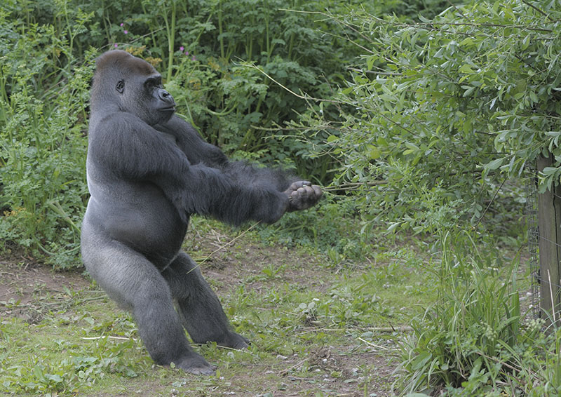 Kumbuka helps himself