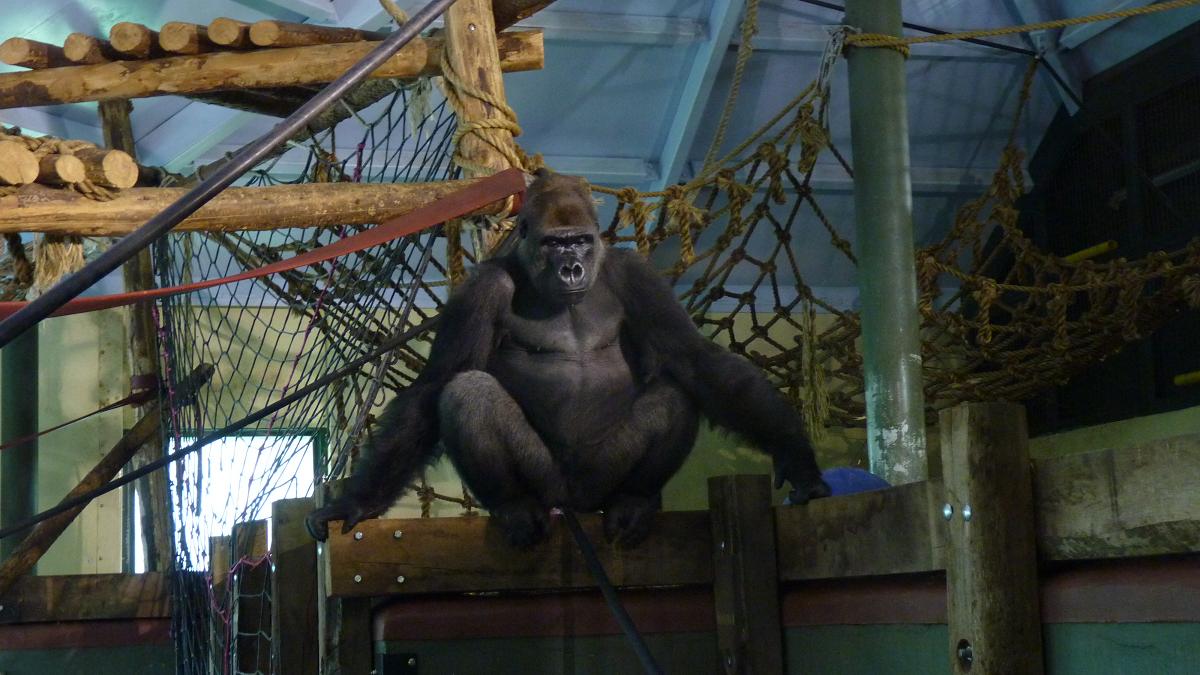 Kumbuka in the gorilla showden