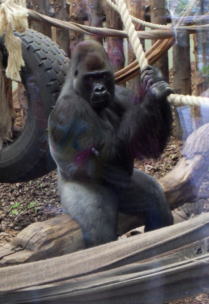 Kumbuka in the main enclosure - 18 April 2013