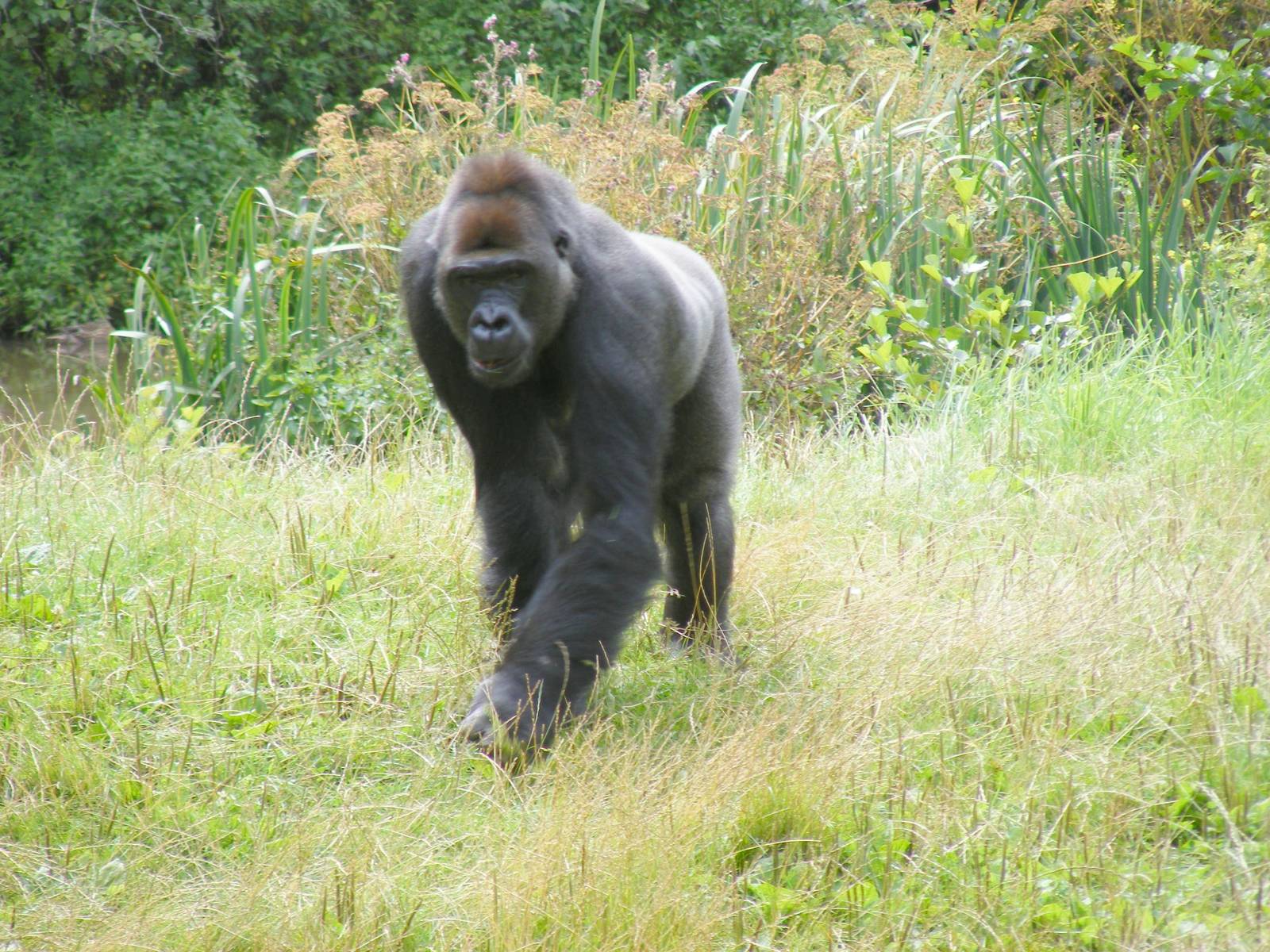 Kumbuka the gorilla at Paignton Zoo, 2 August 2009