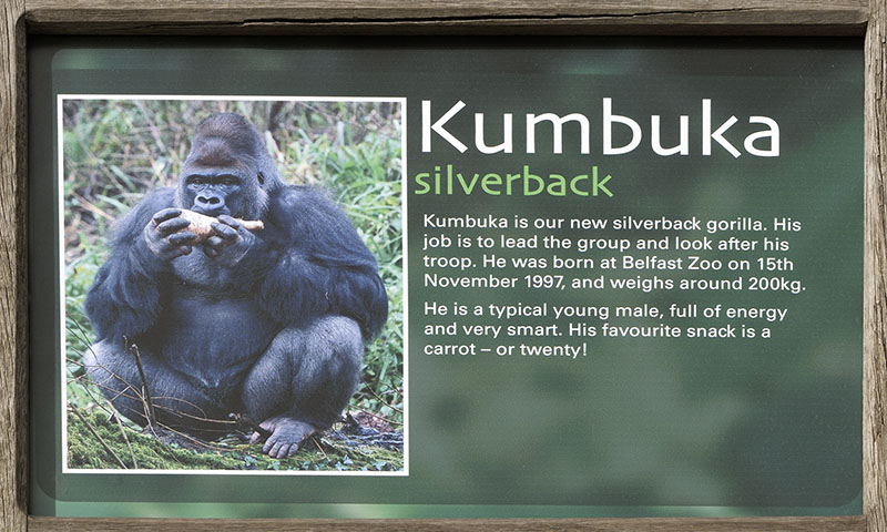 Kumbuka's panel on gorilla sign board