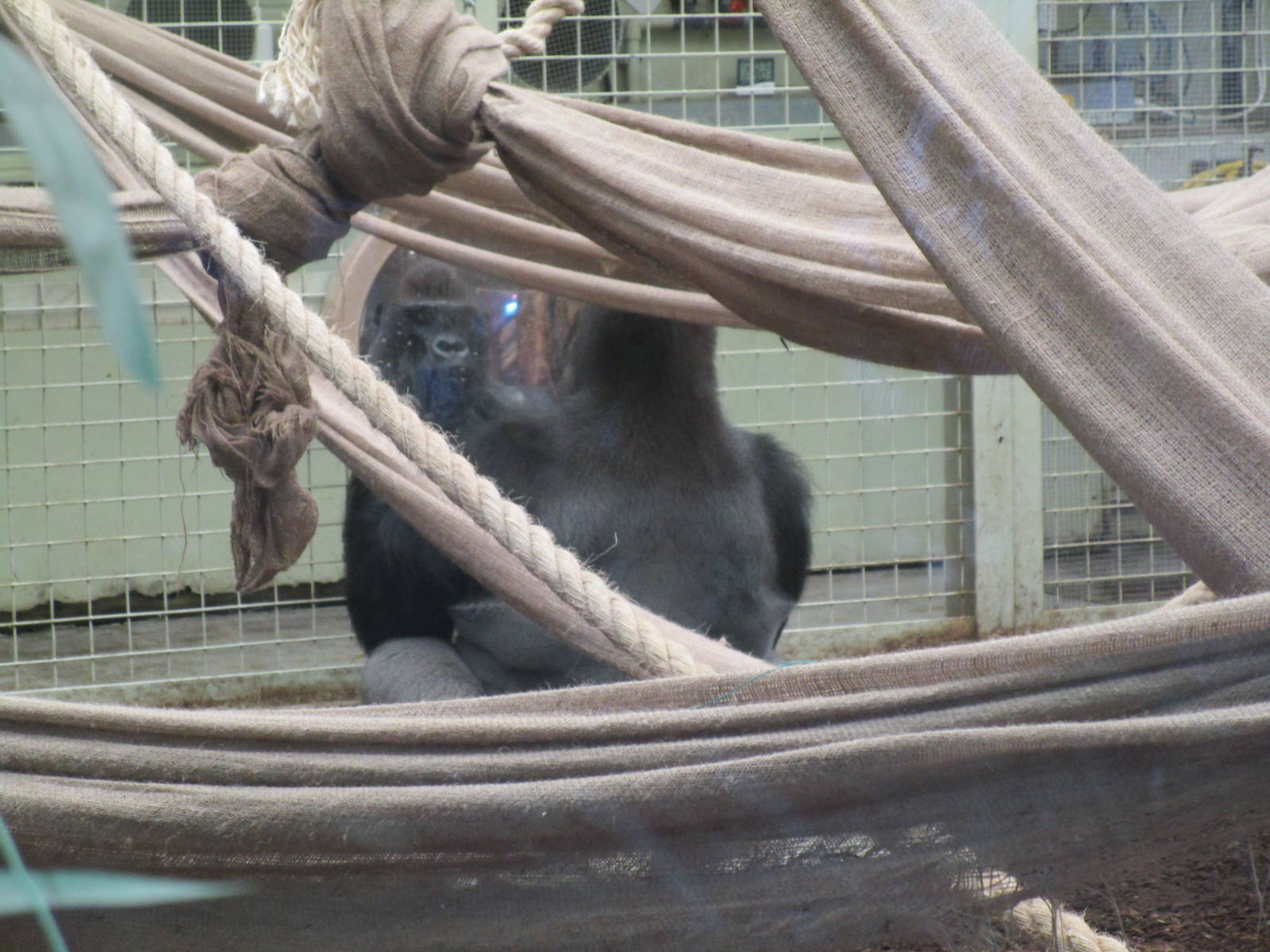 Kumbuku reflects on fatherhood