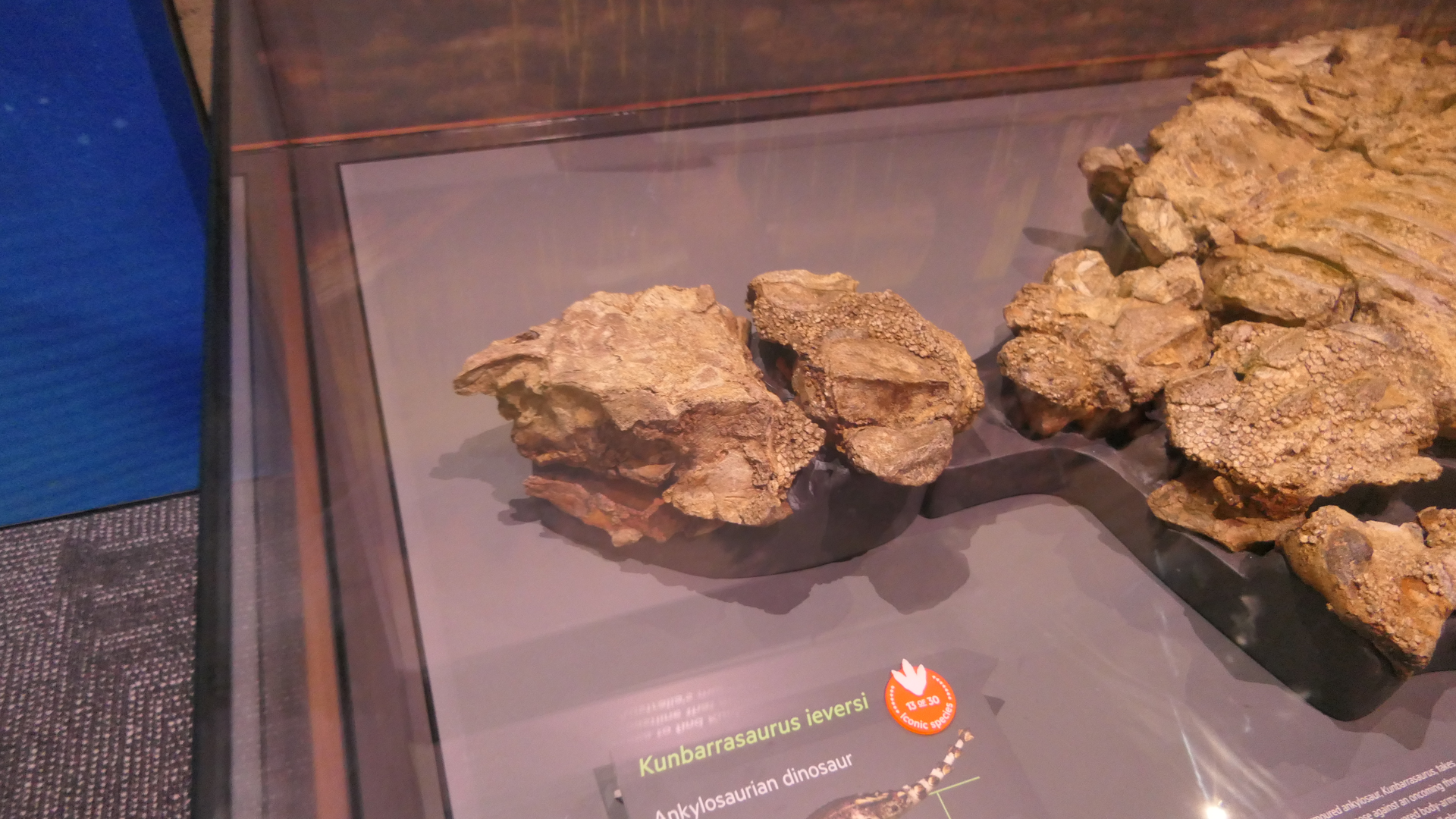 Kunbarrasaurus ieversi