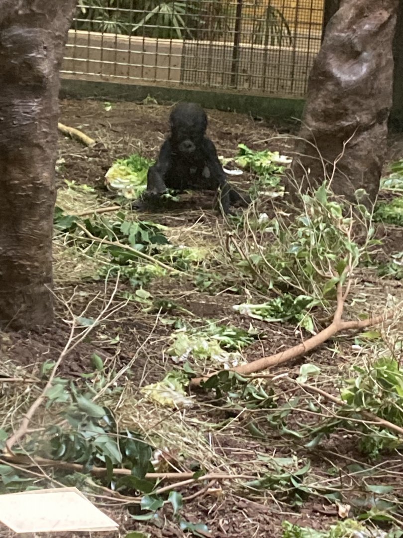 Kunda the Western Lowland Gorilla