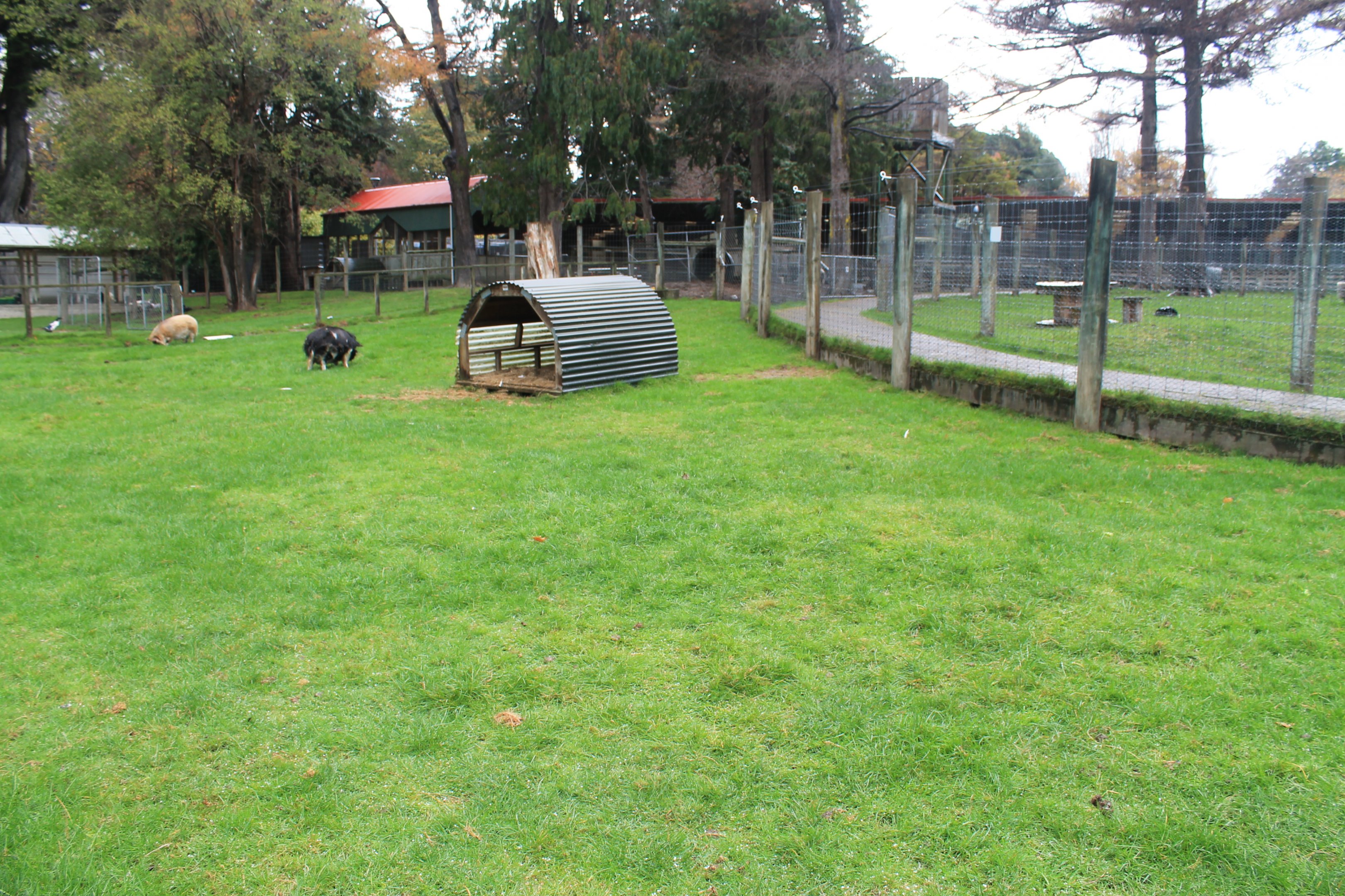 Kune Kune paddock