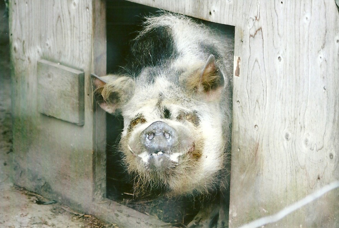 Kune Kune Pig 11th September 2012