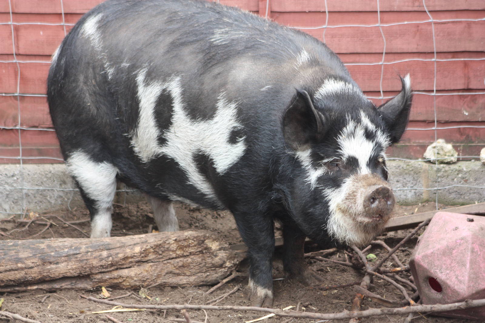 Kune Kune Pig, 13th September 2013
