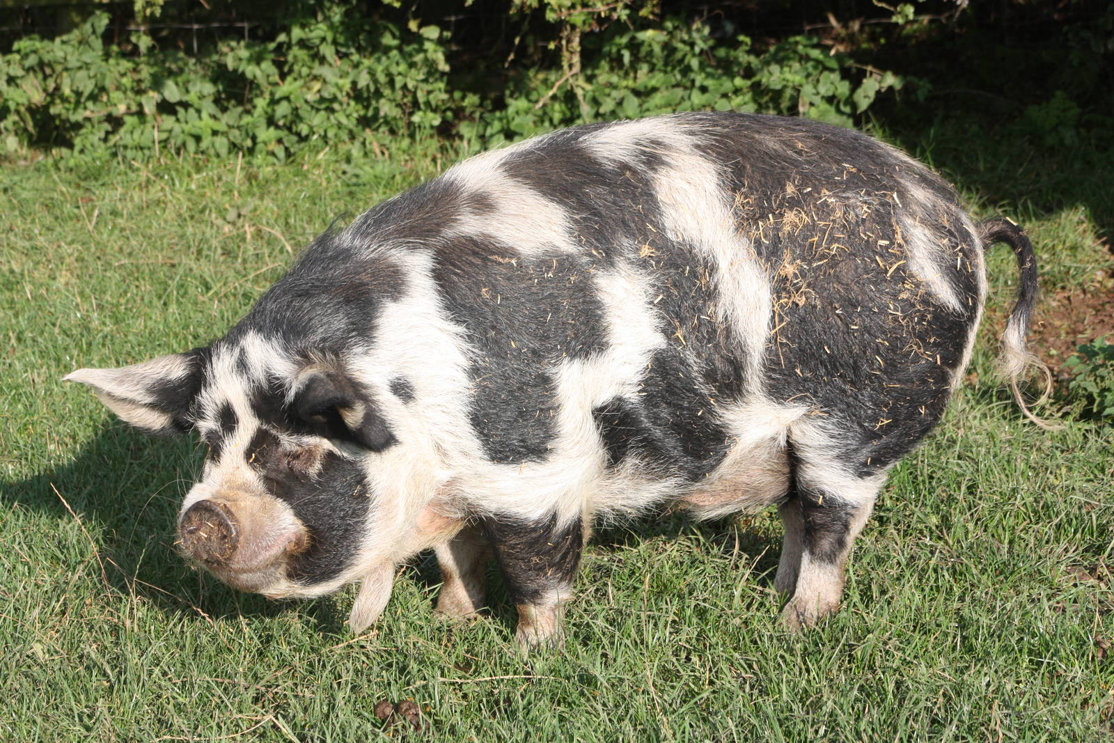 Kune Kune Pig, 16th October 2014