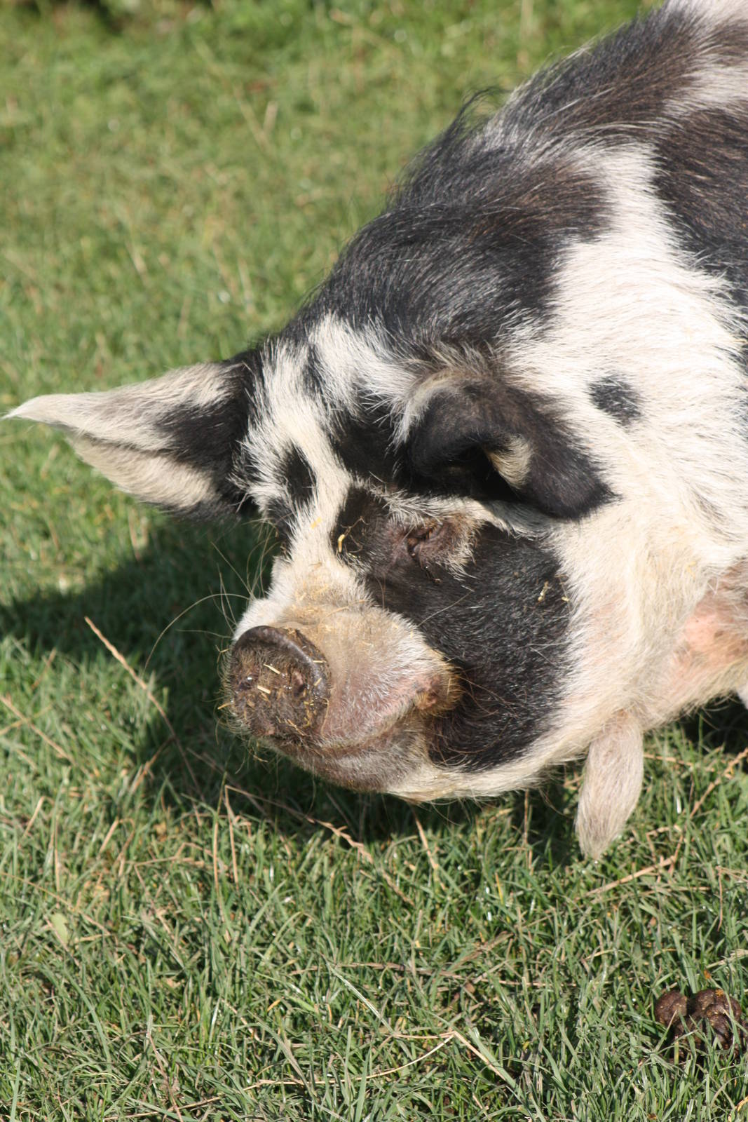 Kune Kune Pig, 16th October 2014