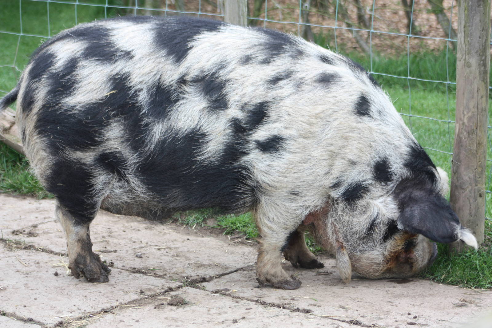 Kune Kune Pig, 1st May 2014