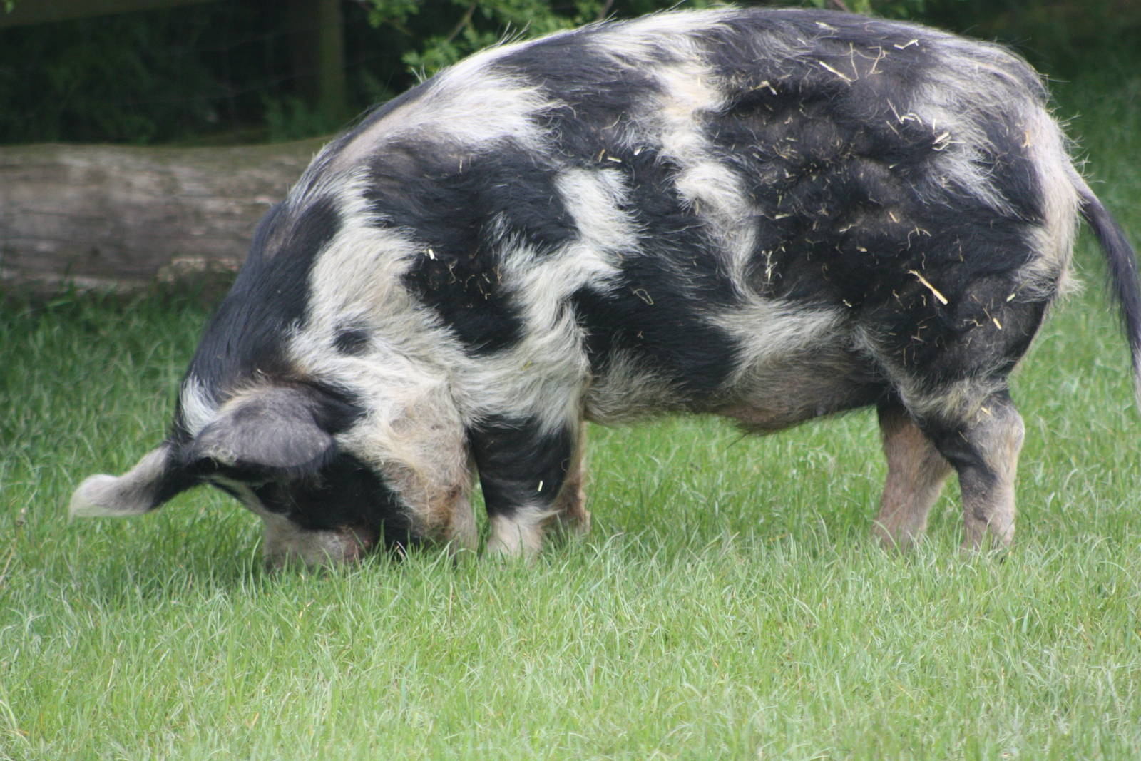 Kune Kune Pig, 1st May 2014