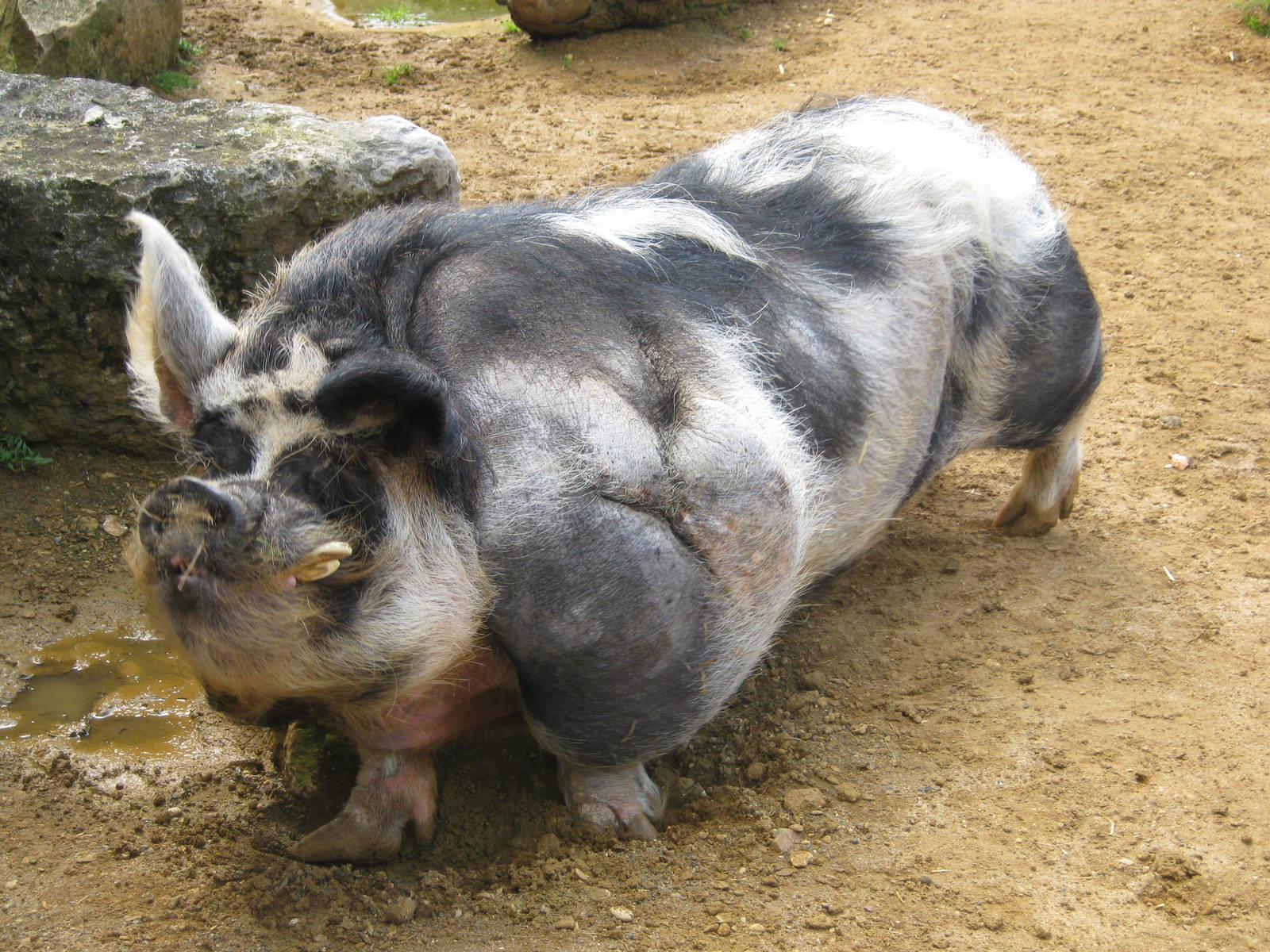 Kune Kune Pig 2012.