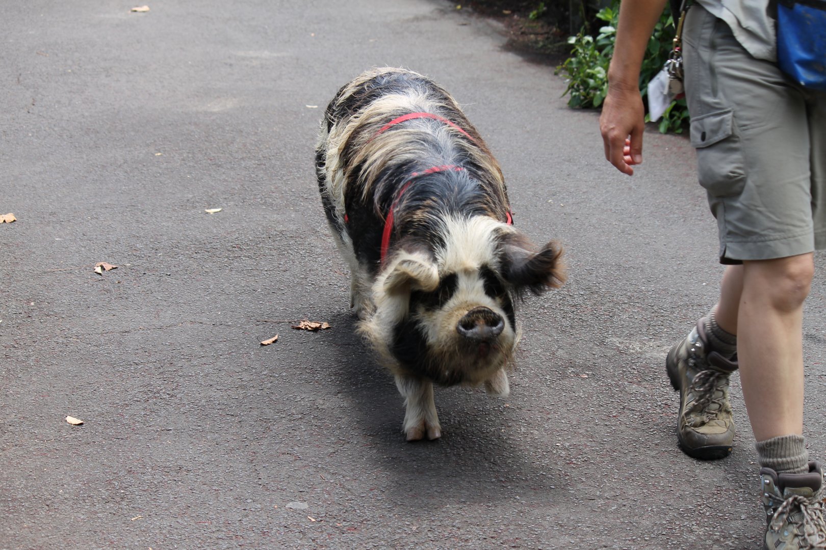 Kune Kune Pig (2012)