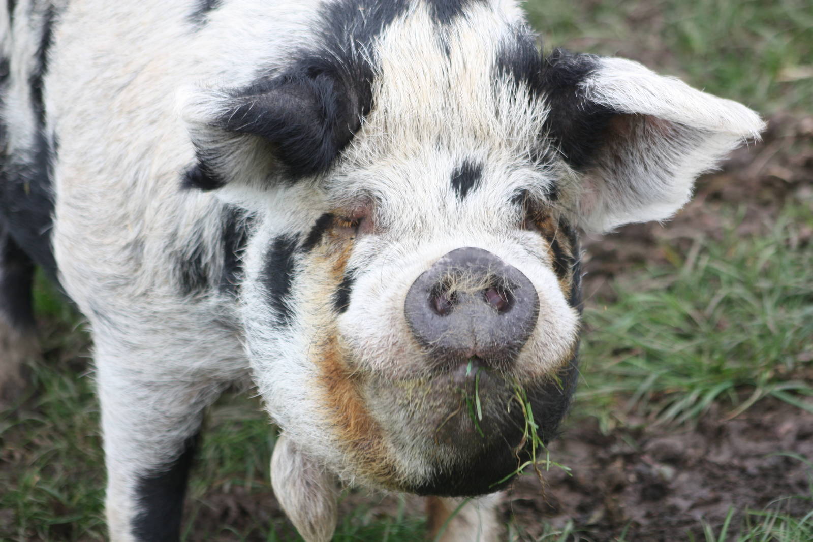 Kune Kune Pig, 23rd October 2014