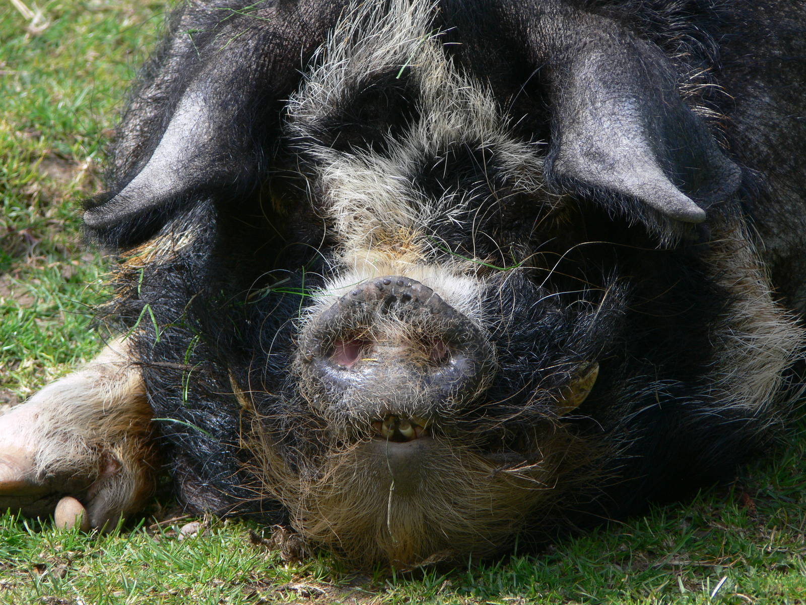 Kune Kune Pig at Blackpool Zoo, 26/05/13
