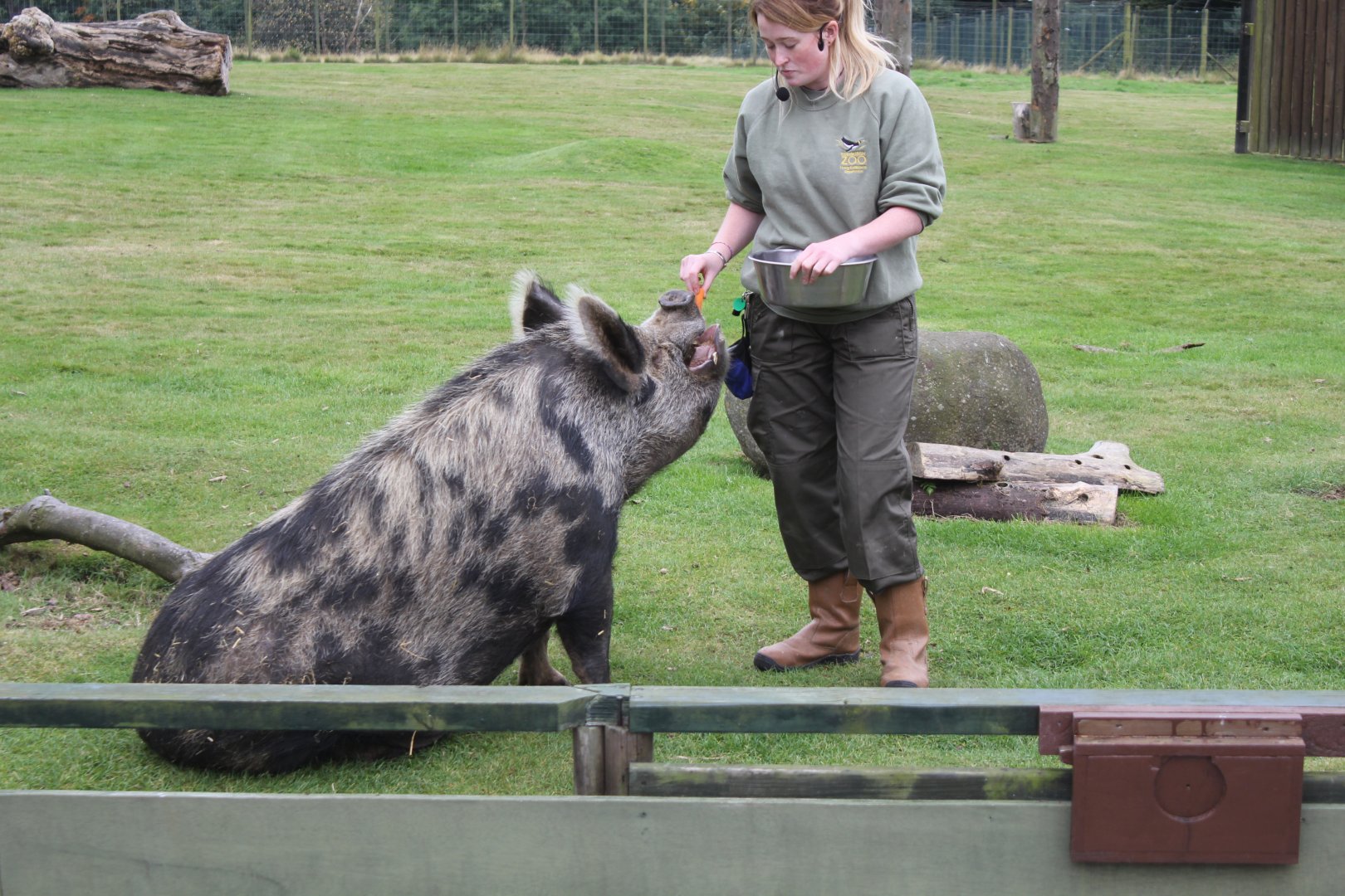 Kune Kune Pig Edinburgh Zoo