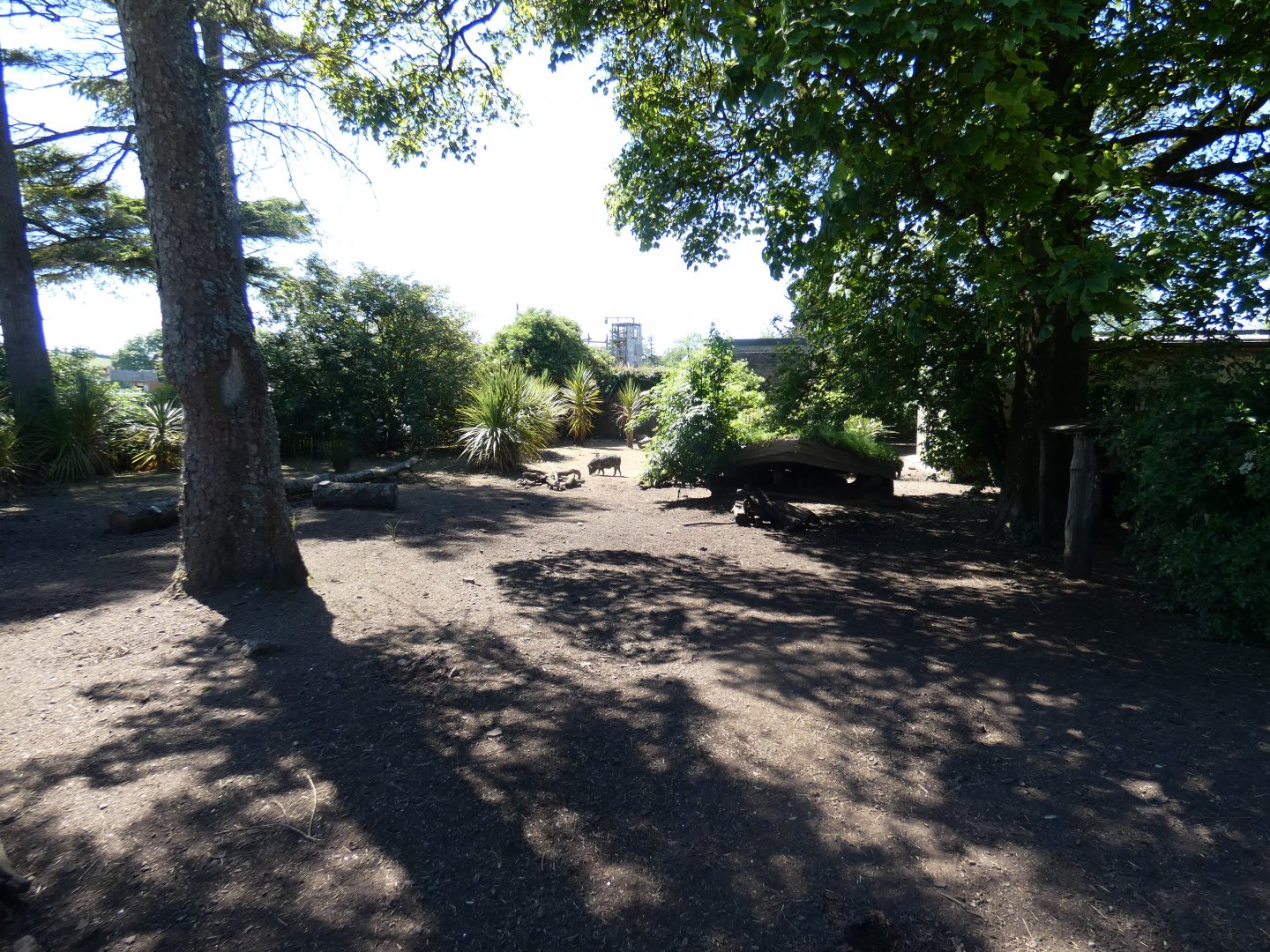 Kune-kune pig enclosure