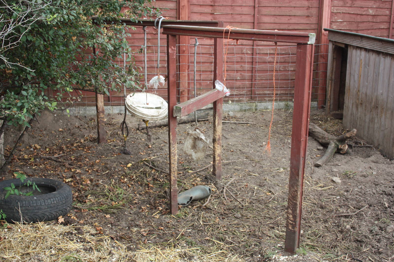 Kune Kune Pig enrichment, 23rd September 2014