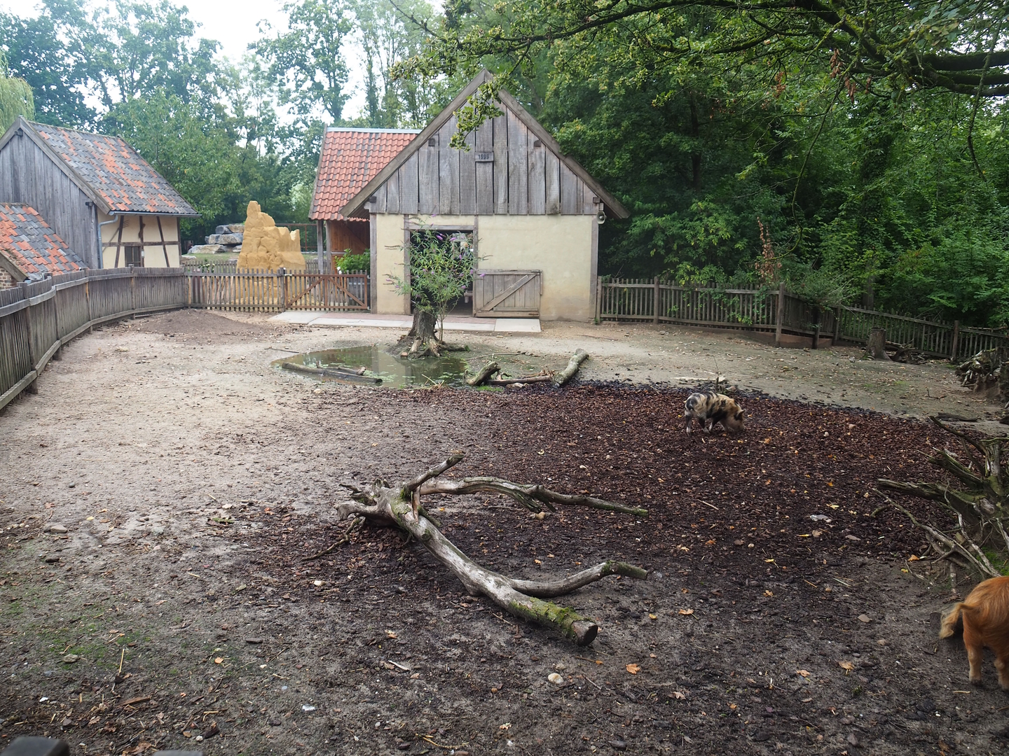 Kune-Kune pig paddock, 2022-08-20