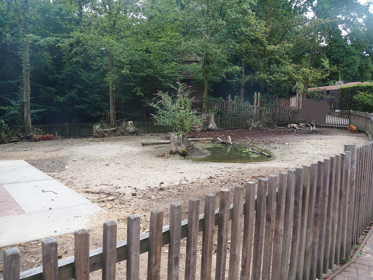 Kune-Kune pig paddock, 2022-08-20