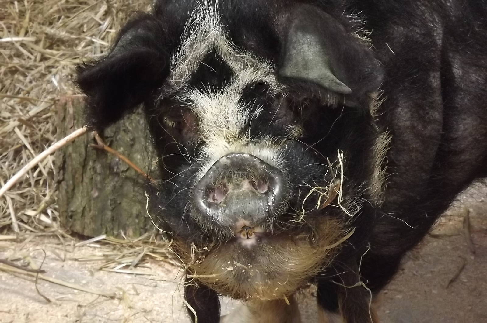Kune Kune Pig 'Rudolph' at Blackpool Zoo 17/06/12