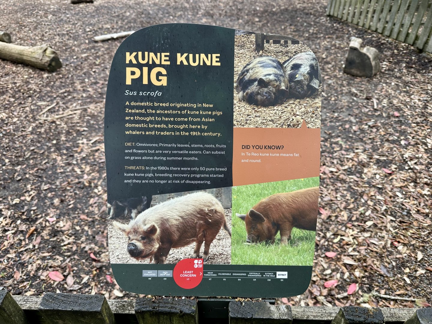 Kune Kune Pig Signage