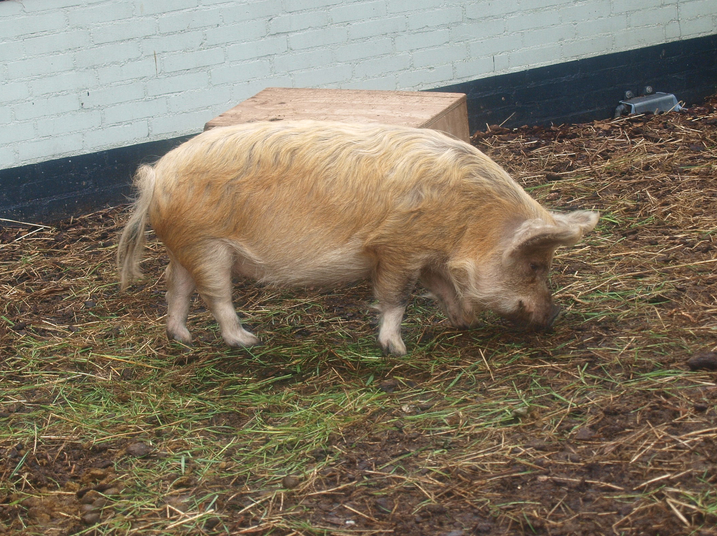 Kune-Kune pig (Sus domesticus), 2015-07-19