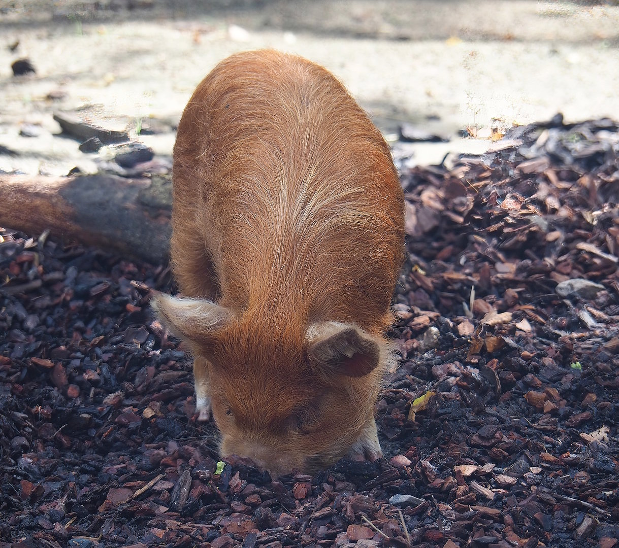 Kune-Kune pig (Sus domesticus), 2022-08-20