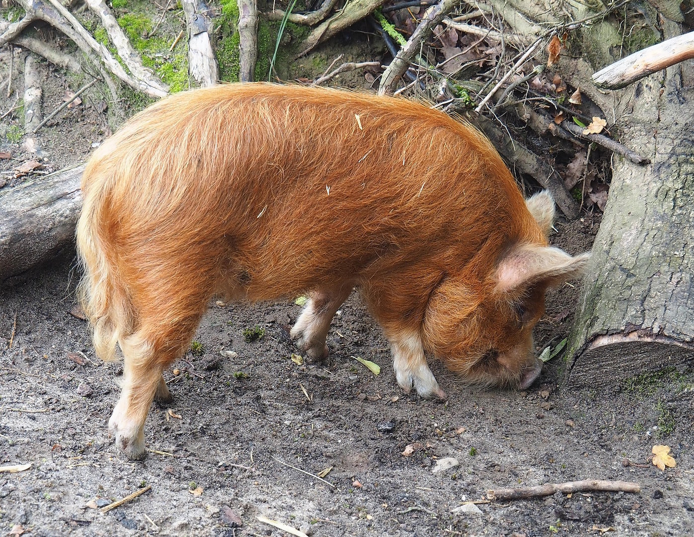 Kune-Kune pig (Sus domesticus), 2022-08-20