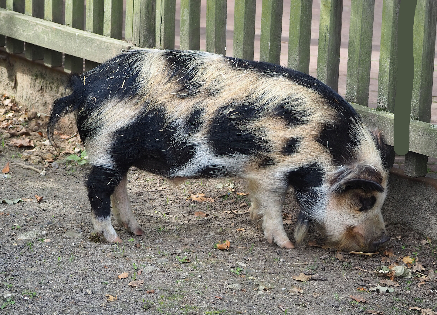 Kune-Kune pig (Sus domesticus), 2023-07-18