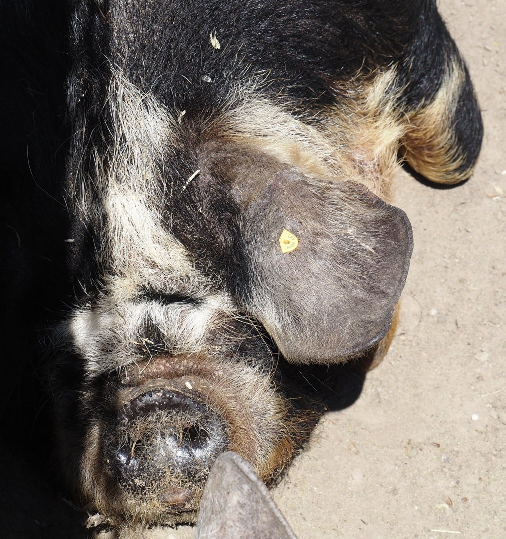 Kune-kune pig (Sus domesticus), 2024-06-08