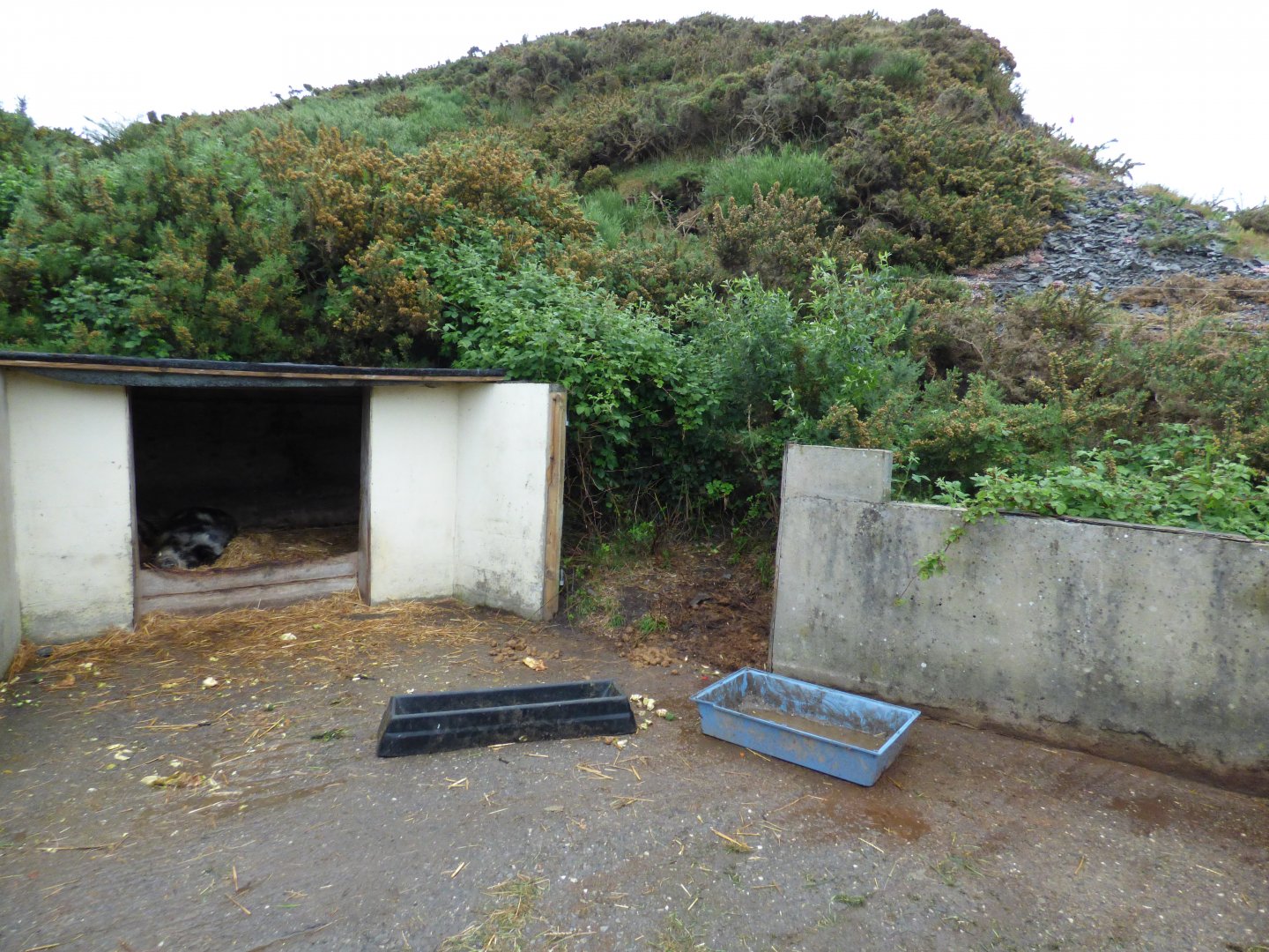 Kune Kune Pig Yard plus Extension