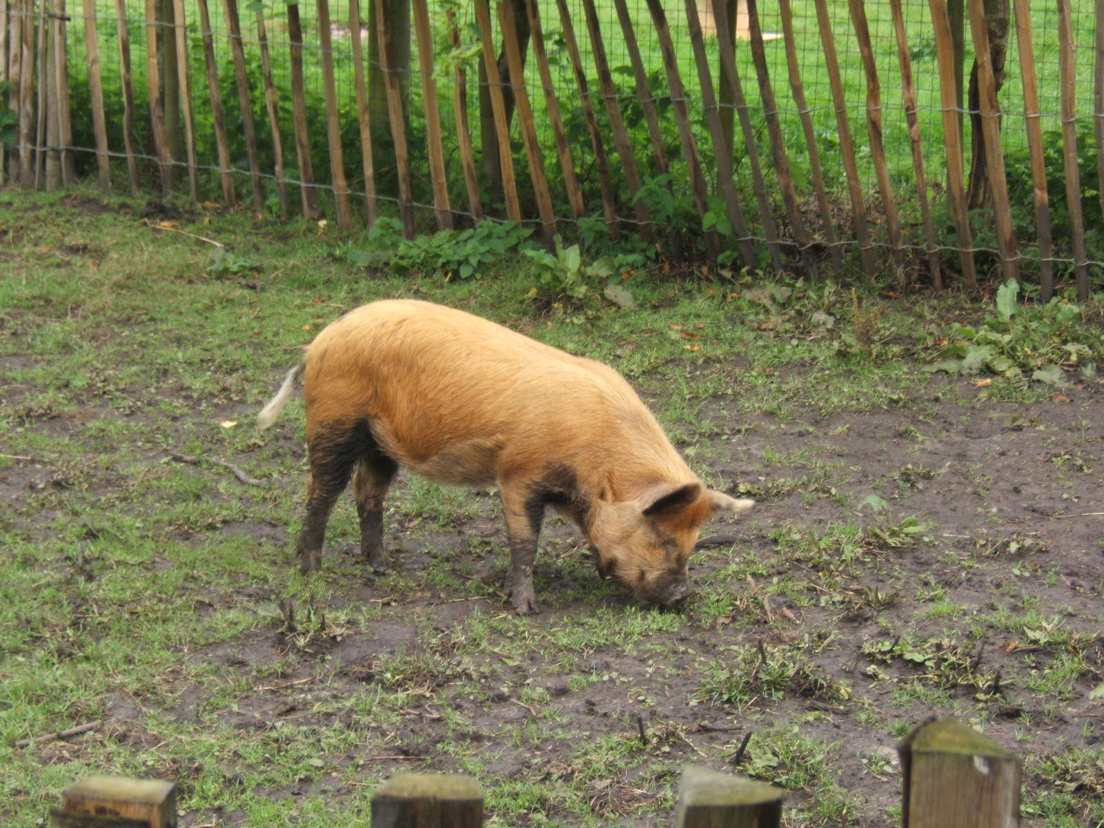 Kune kune Pig