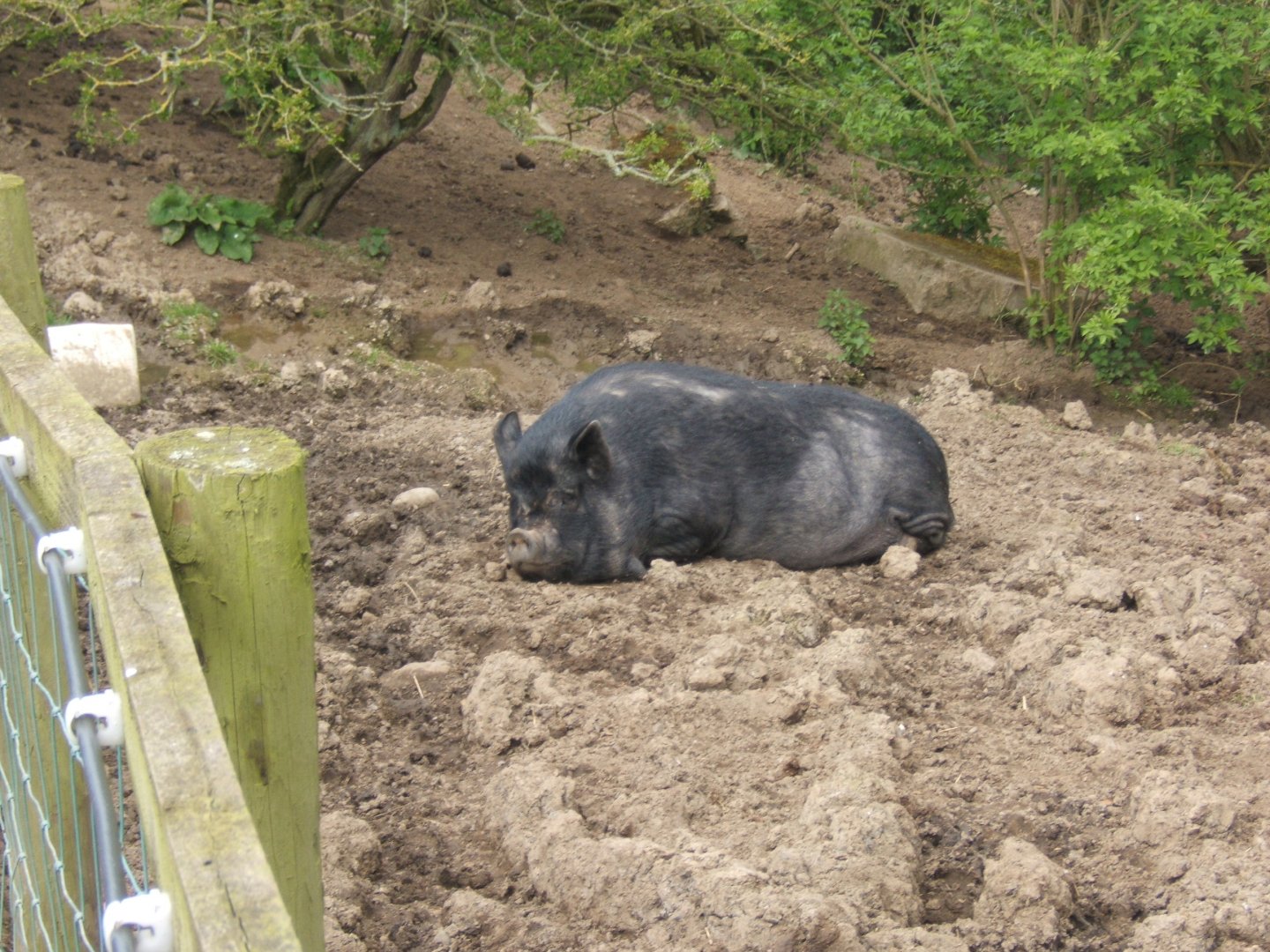 Kune kune Pig