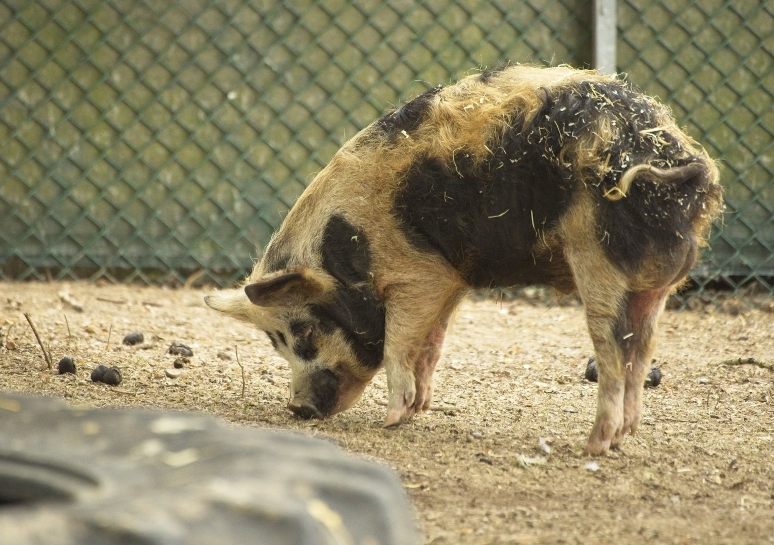 Kune-Kune Pig