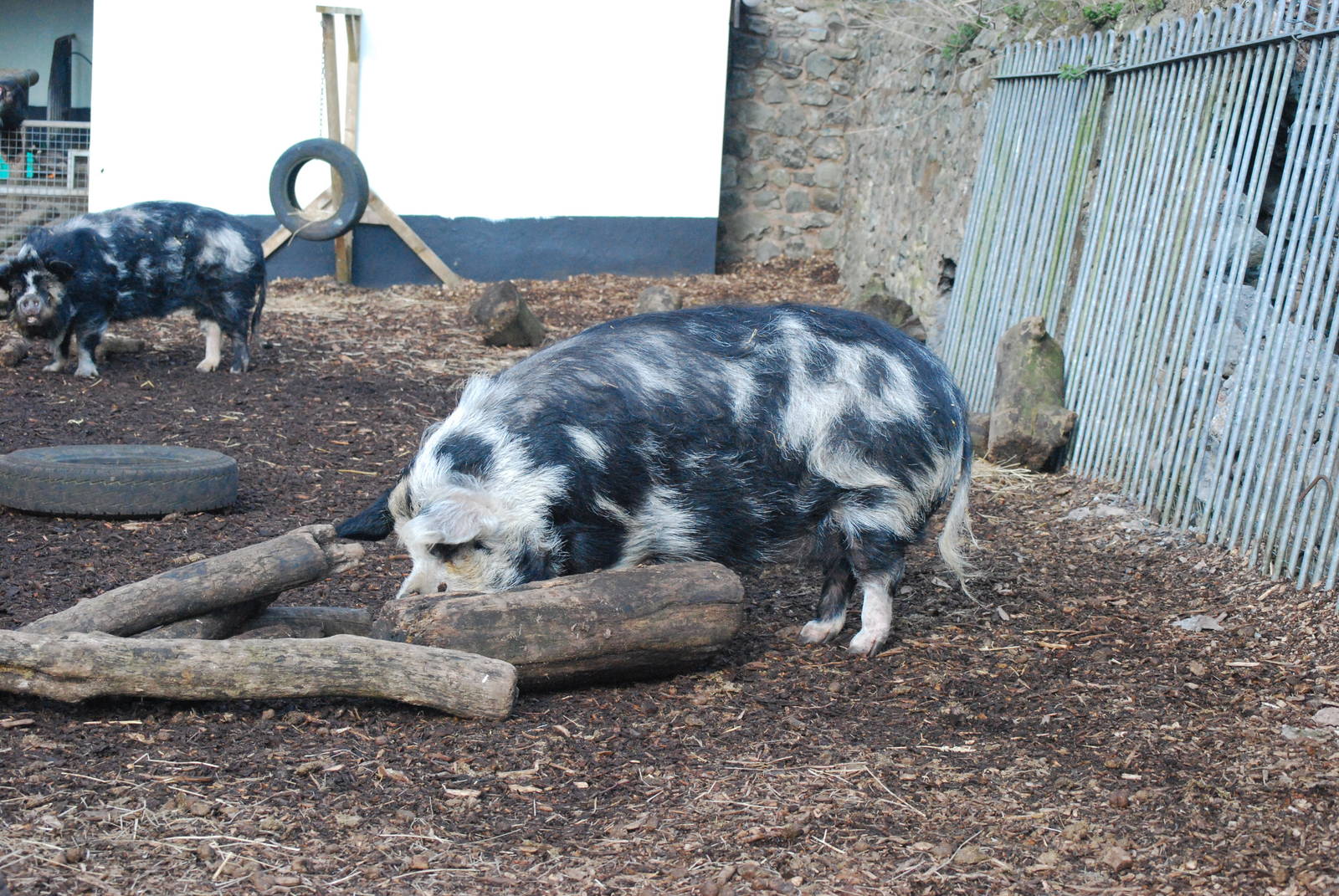 Kune, Kune Pig