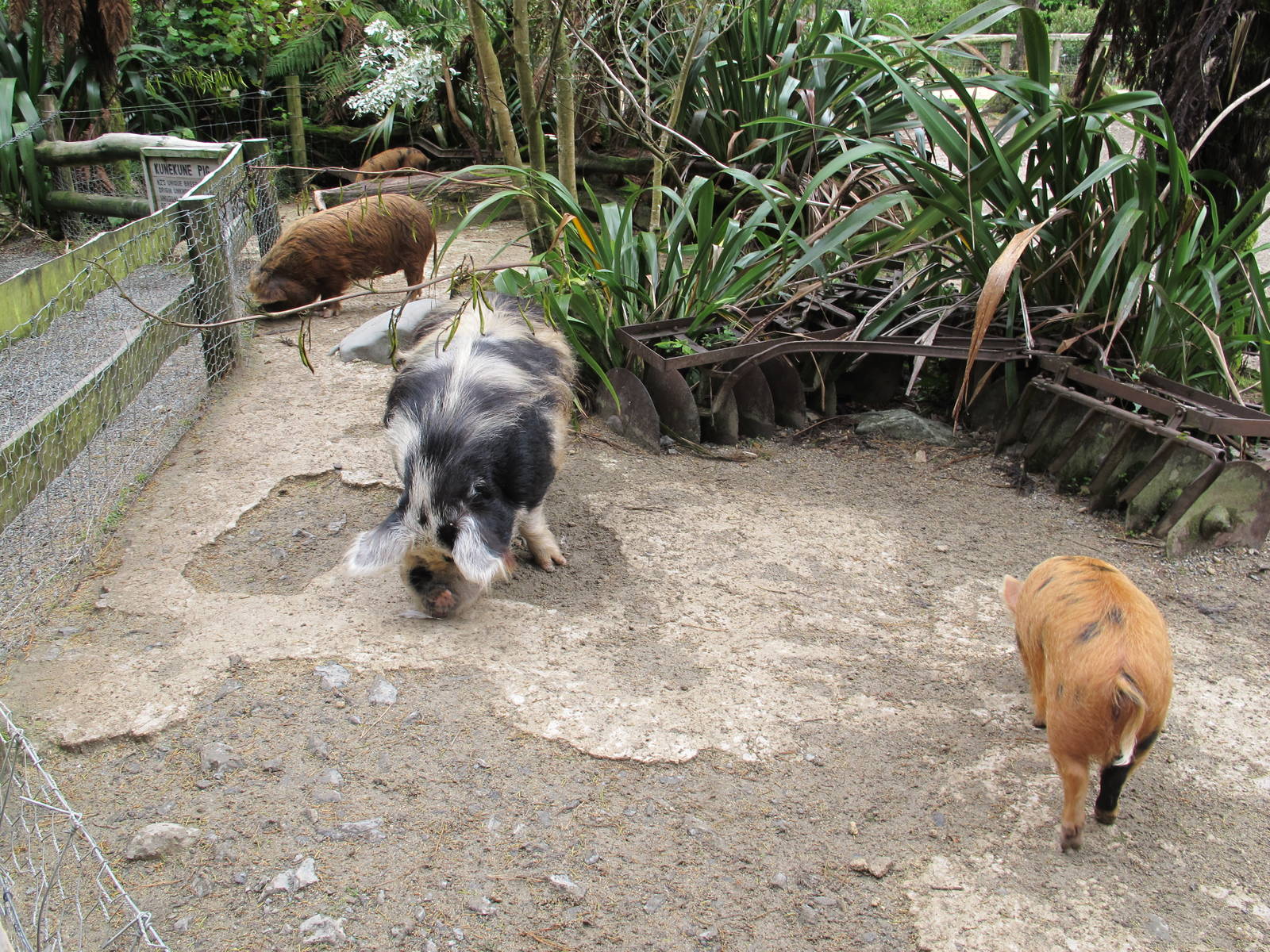 Kune Kune Pigs - Staglands 2013