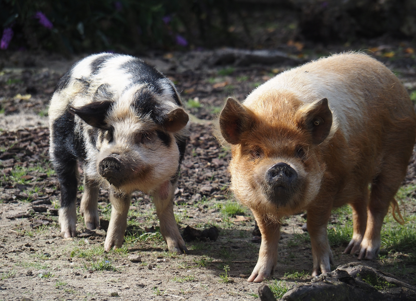Kune-Kune pigs (Sus domesticus), 2024-08-21