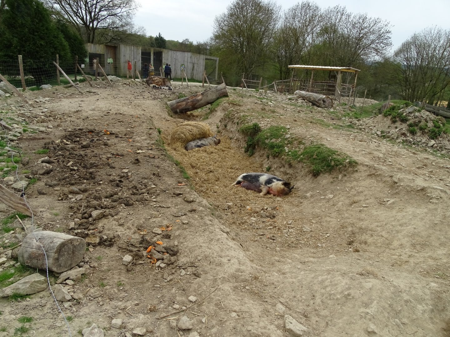 Kunekune exhibit - Parc animalier d'Ecouves