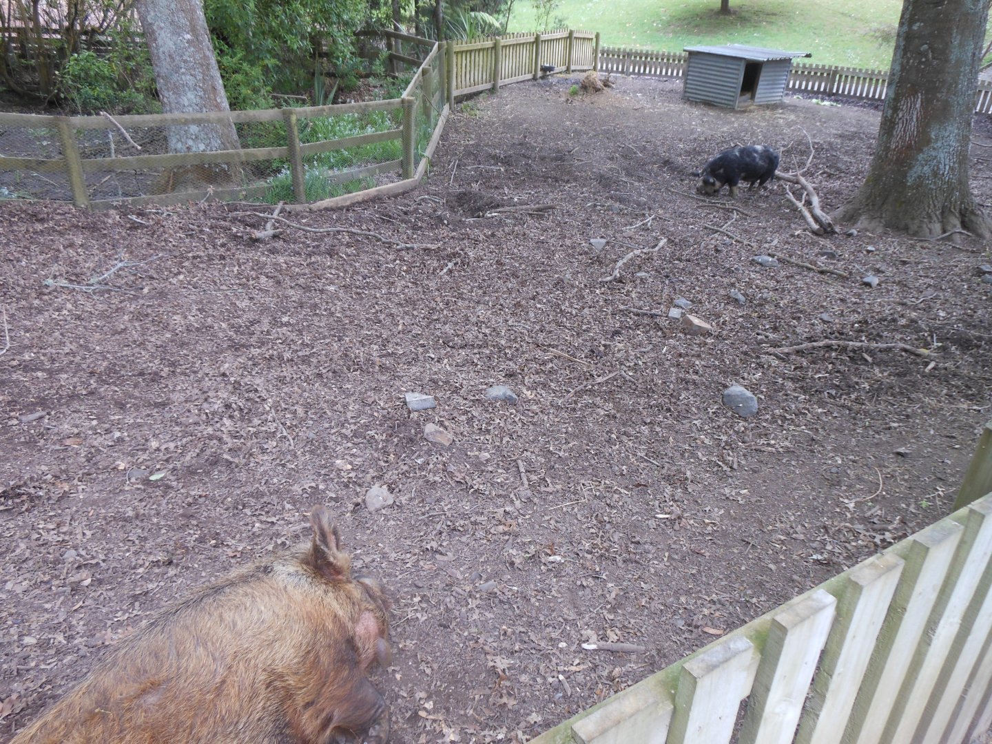Kunekune exhibit