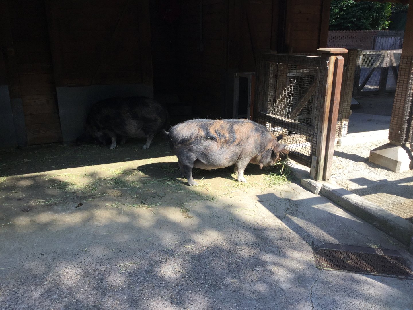 Kunekune Pig 8/3/19