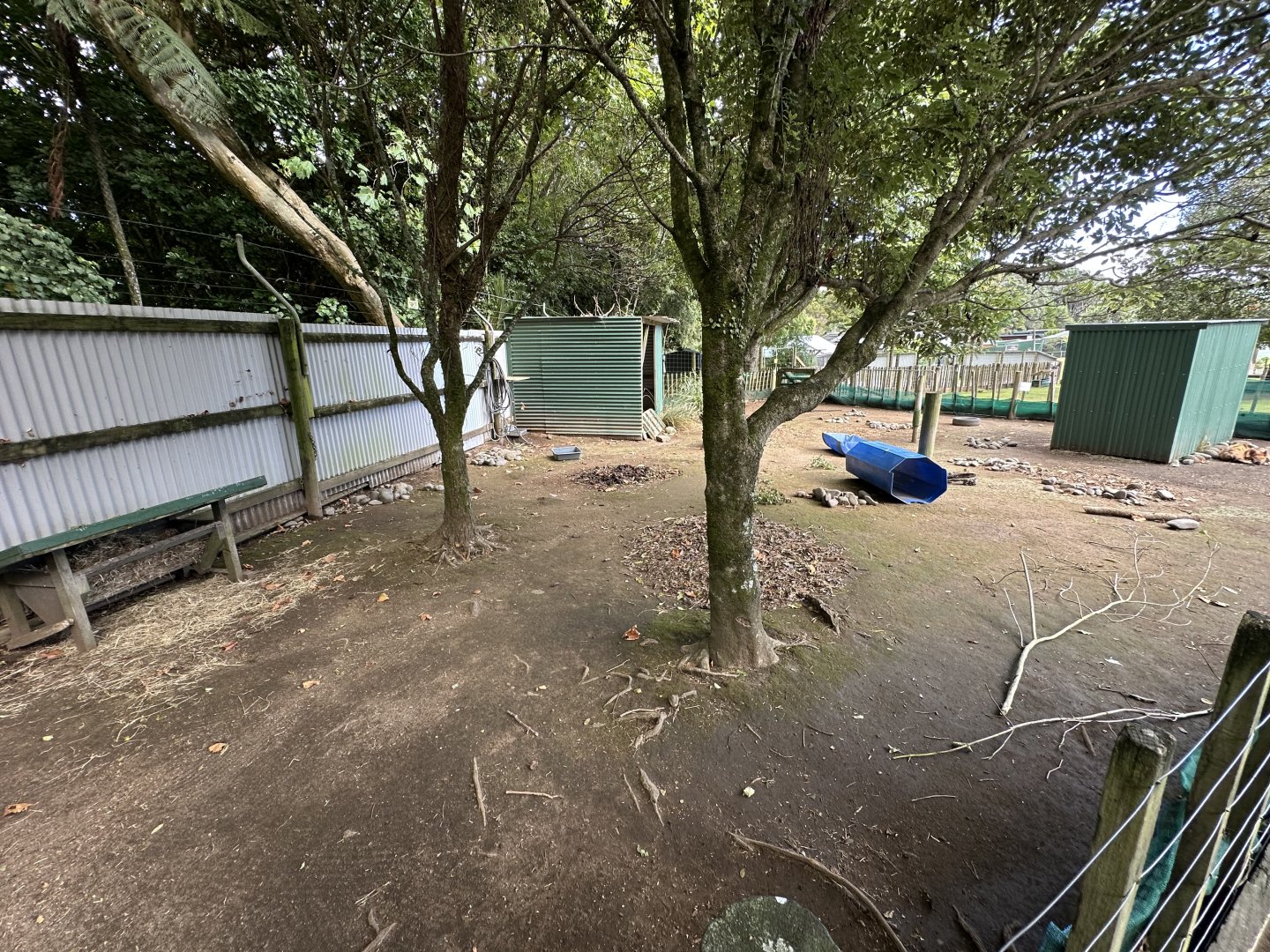 Kunekune Pig Exhibit