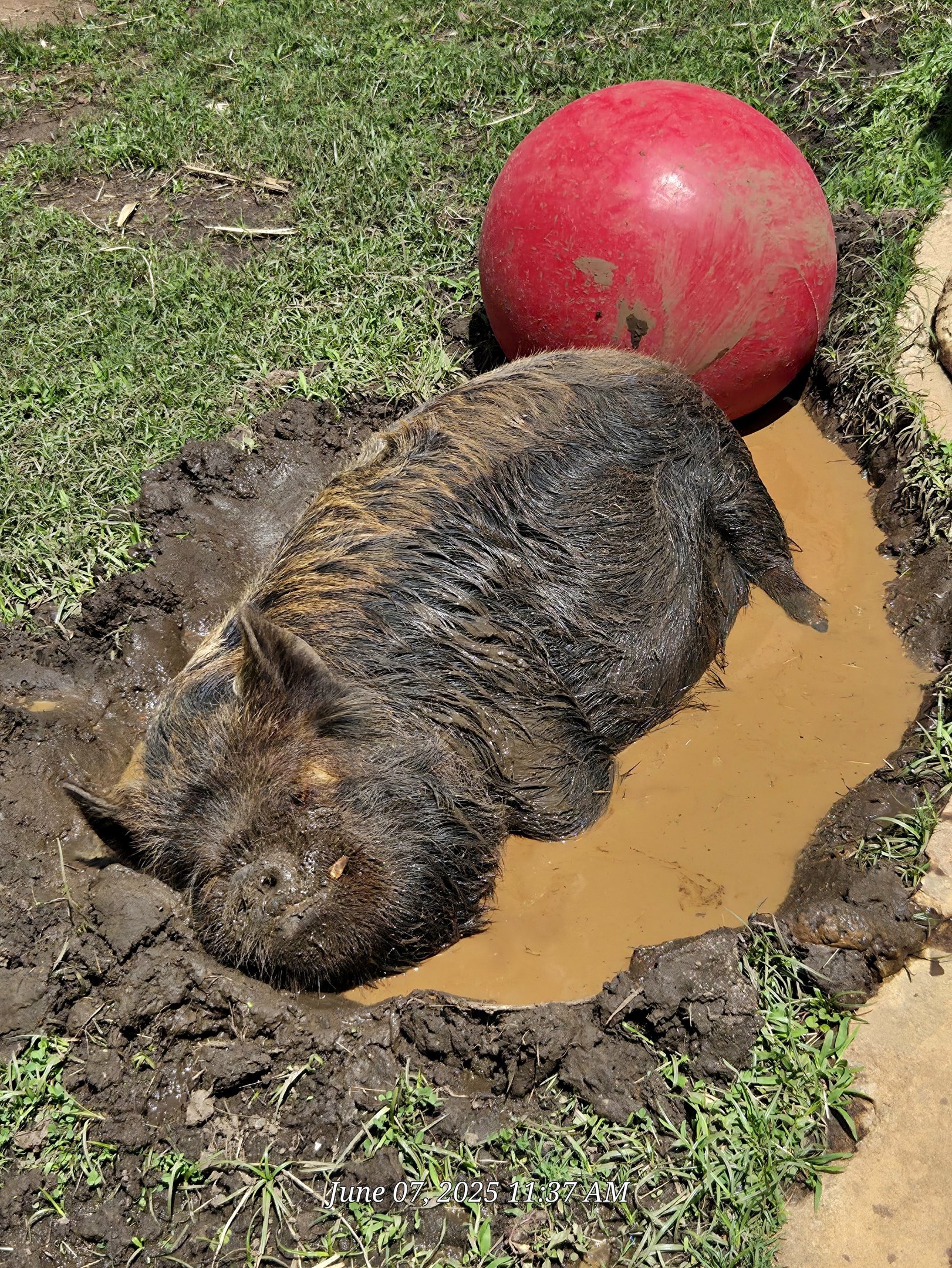 Kunekune Pig-Greenville Zoo