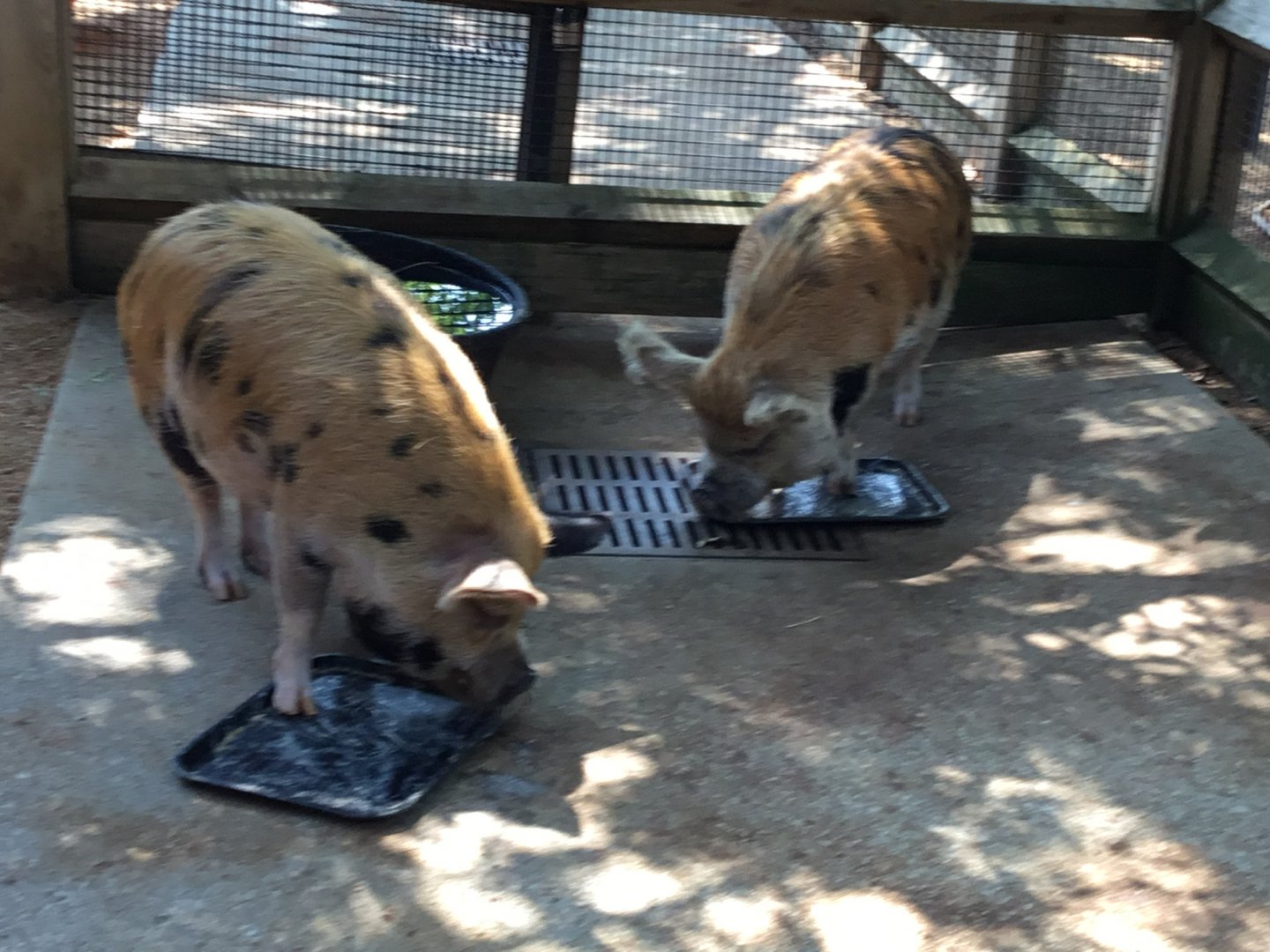 Kunekune Pig (Sus Scrofa Domesticus)