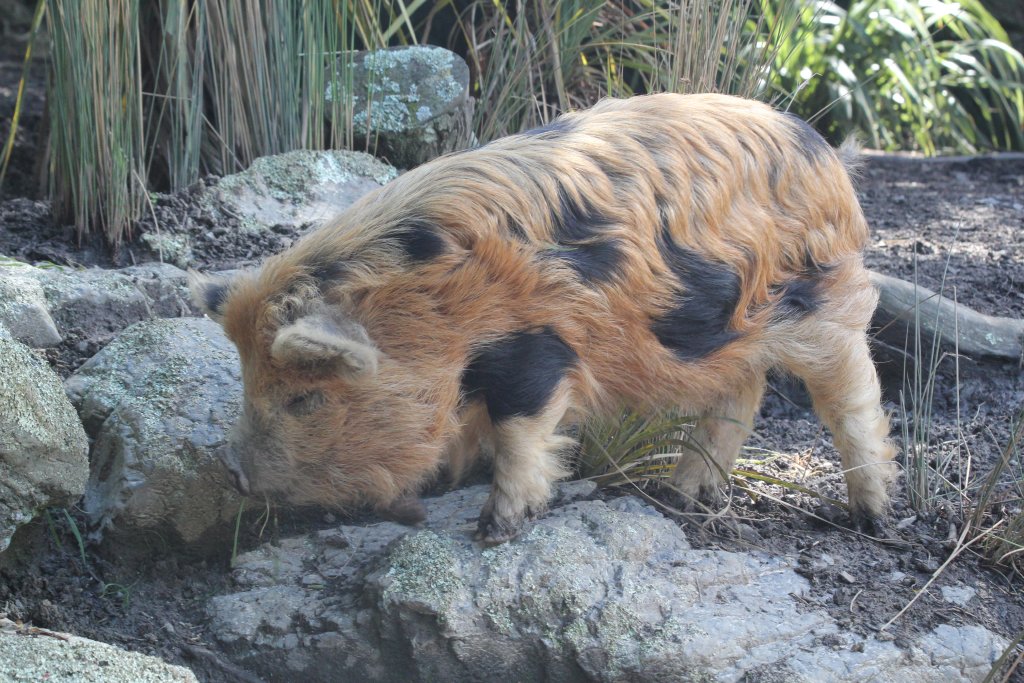 Kunekune Pig